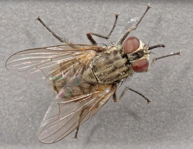 Donohue Pest Solutions LLC — photo from the business 3