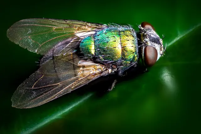 Donohue Pest Solutions LLC — photo from the business 4
