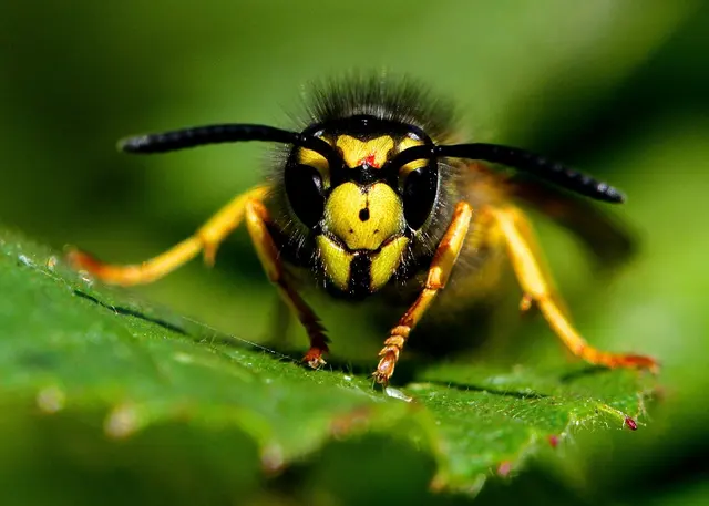 Donohue Pest Solutions LLC — photo from the business 6