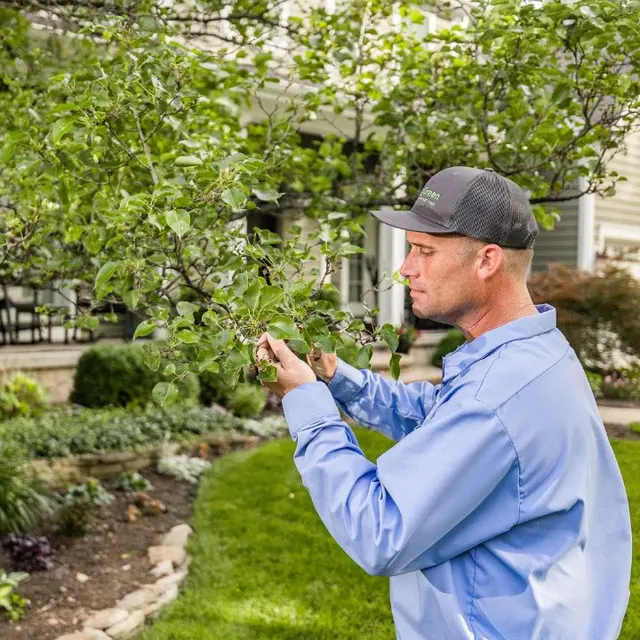 Spring Green — photo from the business 4