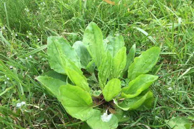 Spring Green — customer photo 11