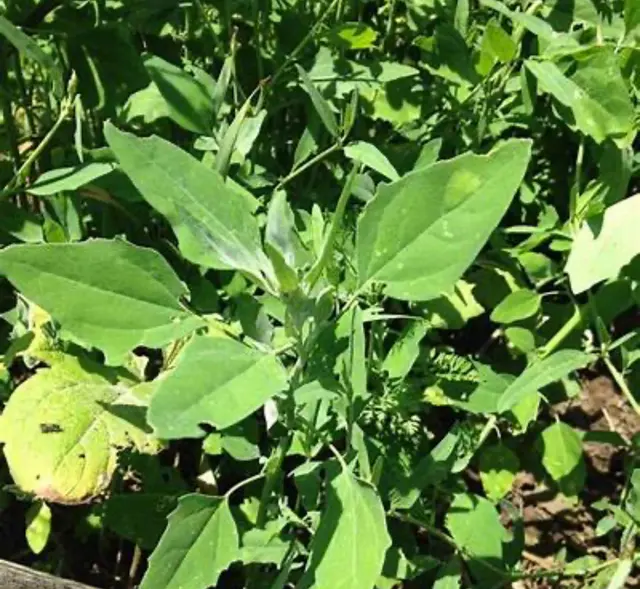 Spring Green — customer photo 12