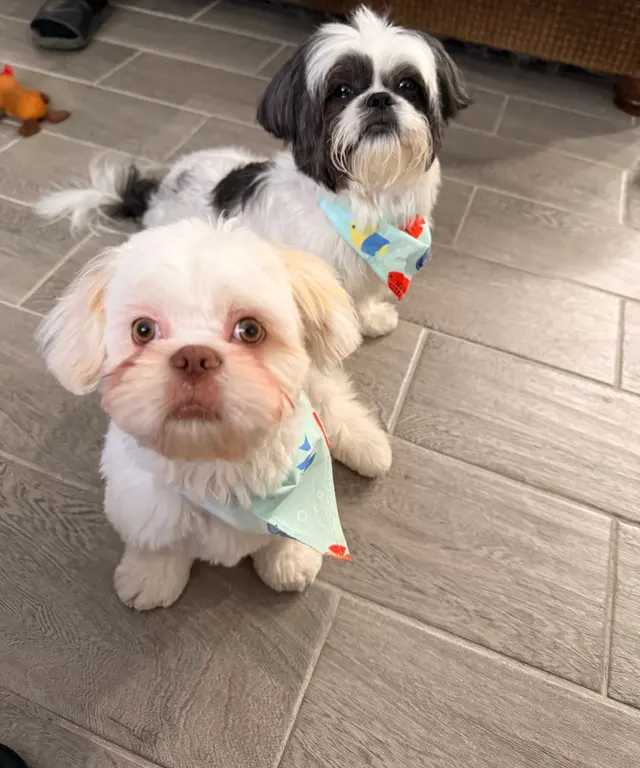 What A Dog Grooming — customer photo 2