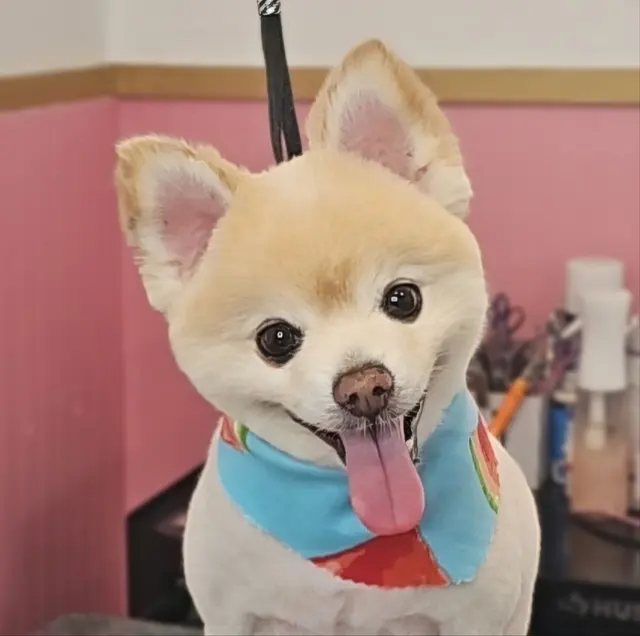 What A Dog Grooming — photo from the business 4