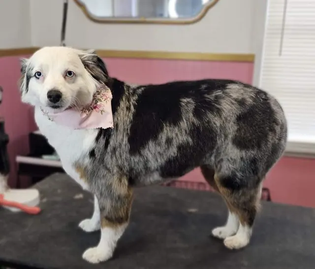 What A Dog Grooming — photo from the business 8