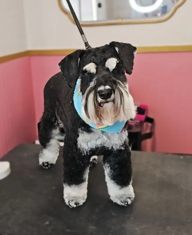 What A Dog Grooming — photo from the business 5