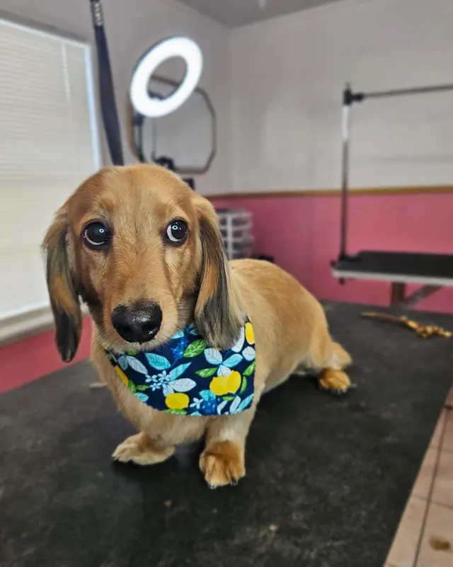 What A Dog Grooming — photo from the business 11