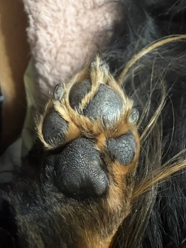 What A Dog Grooming — customer photo 10