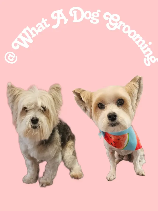 What A Dog Grooming — photo from the business 1