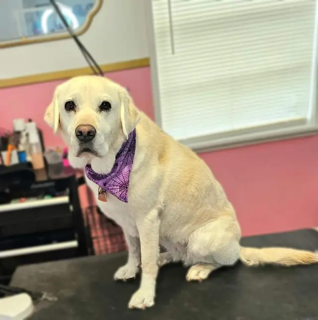 What A Dog Grooming — photo from the business 7