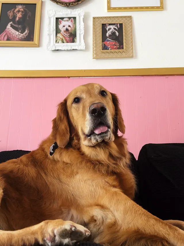 What A Dog Grooming — customer photo 9