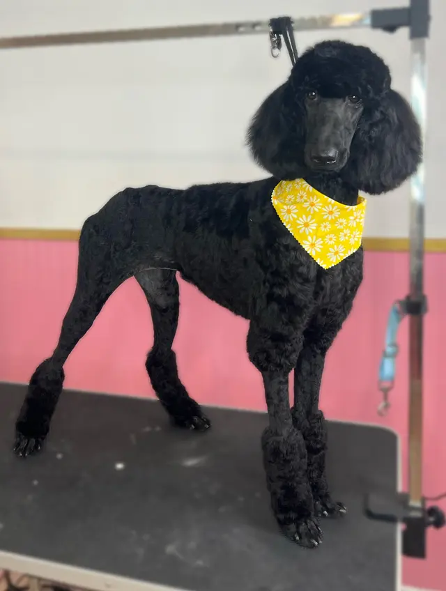 What A Dog Grooming — photo from the business 3