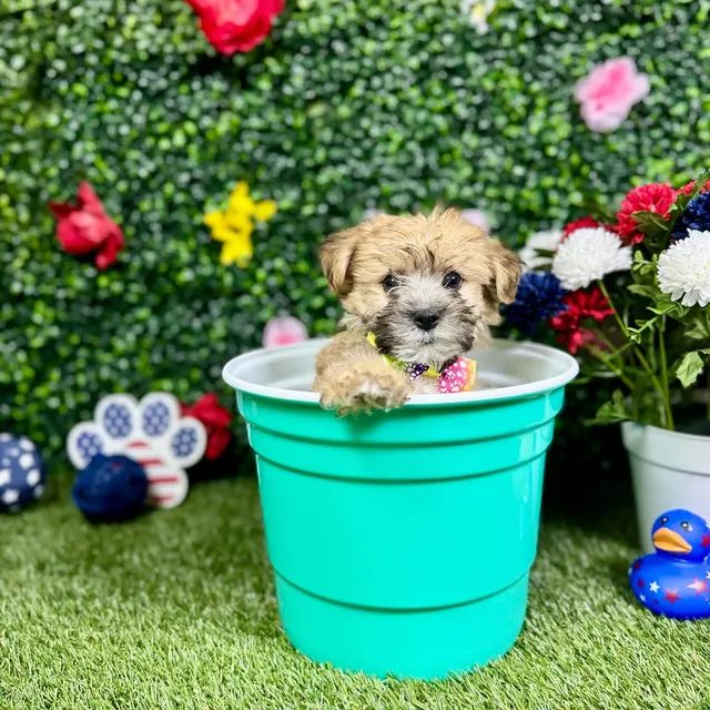 Puppy Dreams - Round Rock — photo from the business 8
