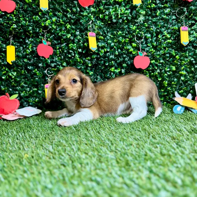 Puppy Dreams - Round Rock — photo from the business 5