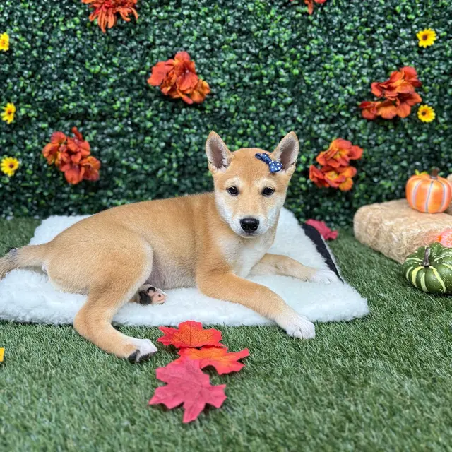 Puppy Dreams - Round Rock — photo from the business 11