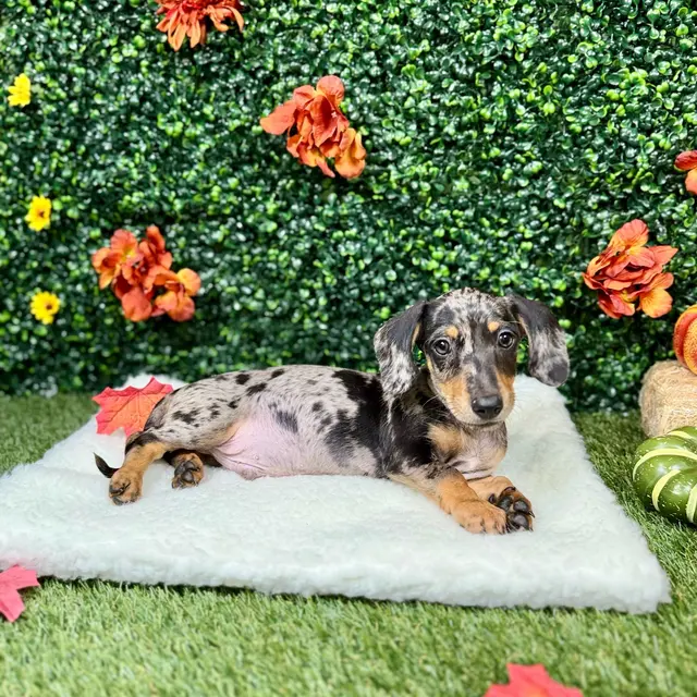 Puppy Dreams - Round Rock — photo from the business 4