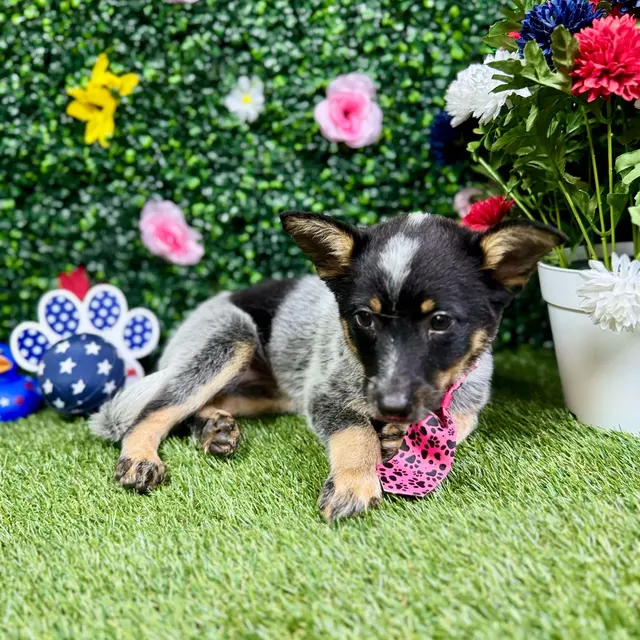 Puppy Dreams - Round Rock — photo from the business 7
