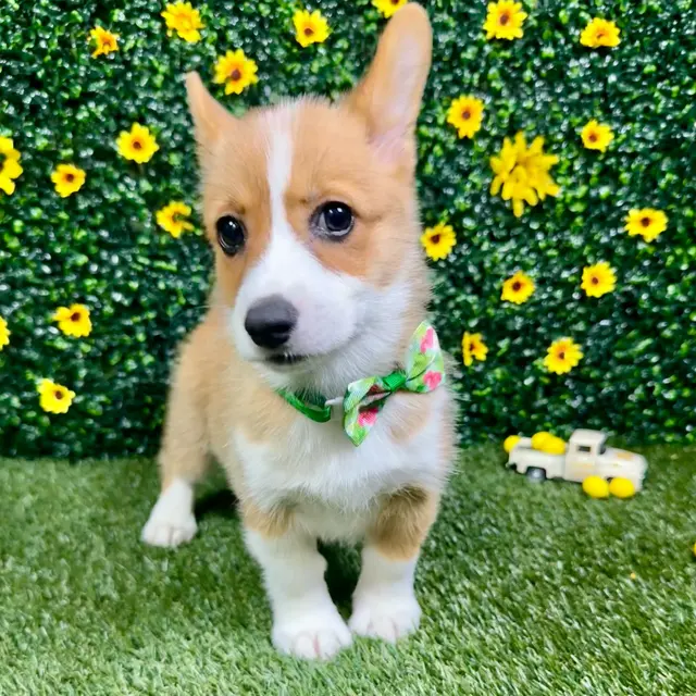 Puppy Dreams - Round Rock — photo from the business 6