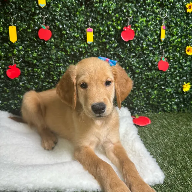 Puppy Dreams - Round Rock — photo from the business 12