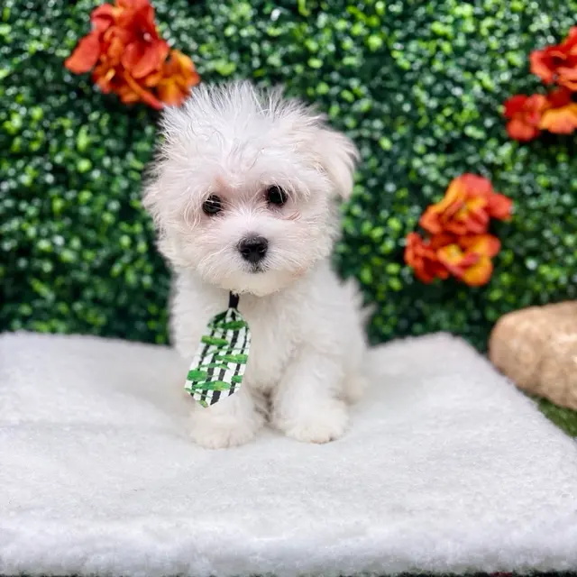 Puppy Dreams - Round Rock — photo from the business 10