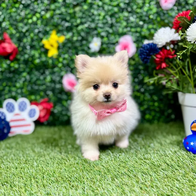 Puppy Dreams - Round Rock — photo from the business 9