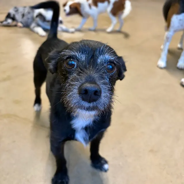 Hip Hounds — photo from the business 9
