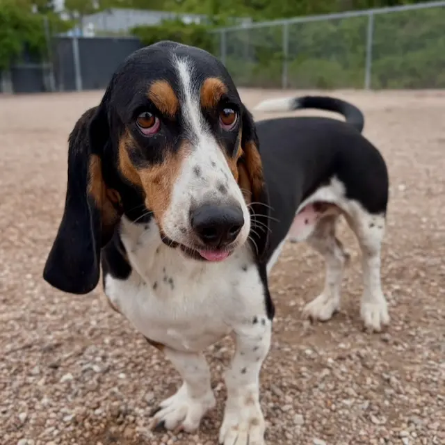 Hip Hounds — photo from the business 12