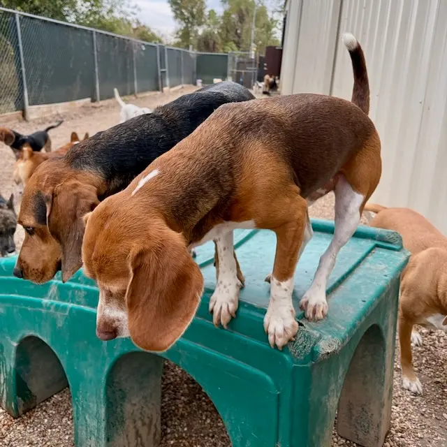 Hip Hounds — photo from the business 3