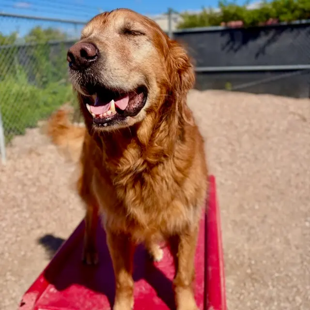 Hip Hounds — photo from the business 6