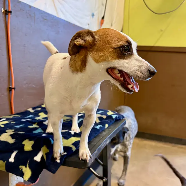 Hip Hounds — photo from the business 4