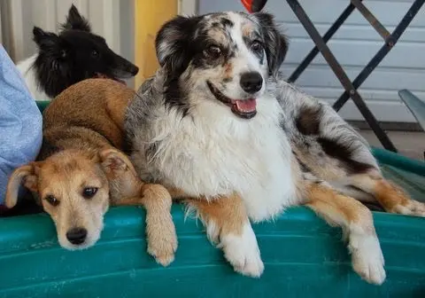 Hip Hounds — photo from the business 11