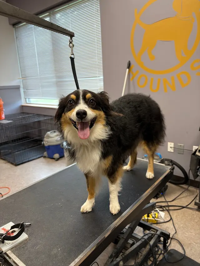 Hip Hounds — photo from the business 8