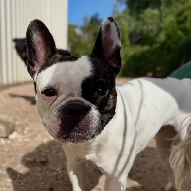 Hip Hounds — photo from the business 5