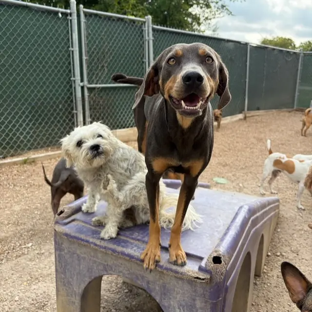Hip Hounds — photo from the business 2