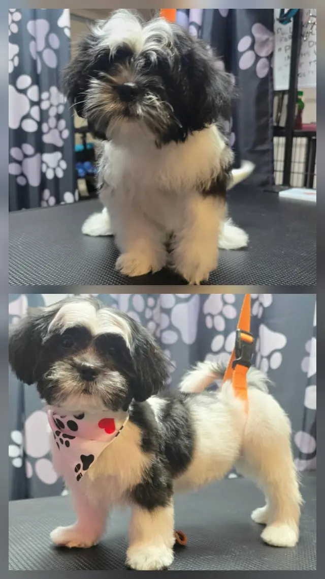 Customer photo from Sophia's review