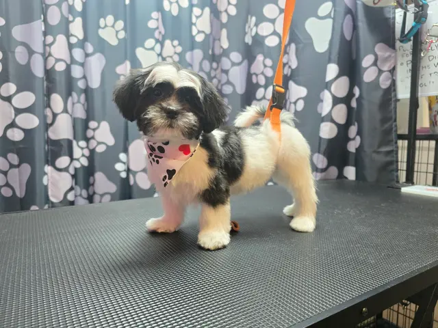 Pretty Paws Dog Grooming — photo from the business 11
