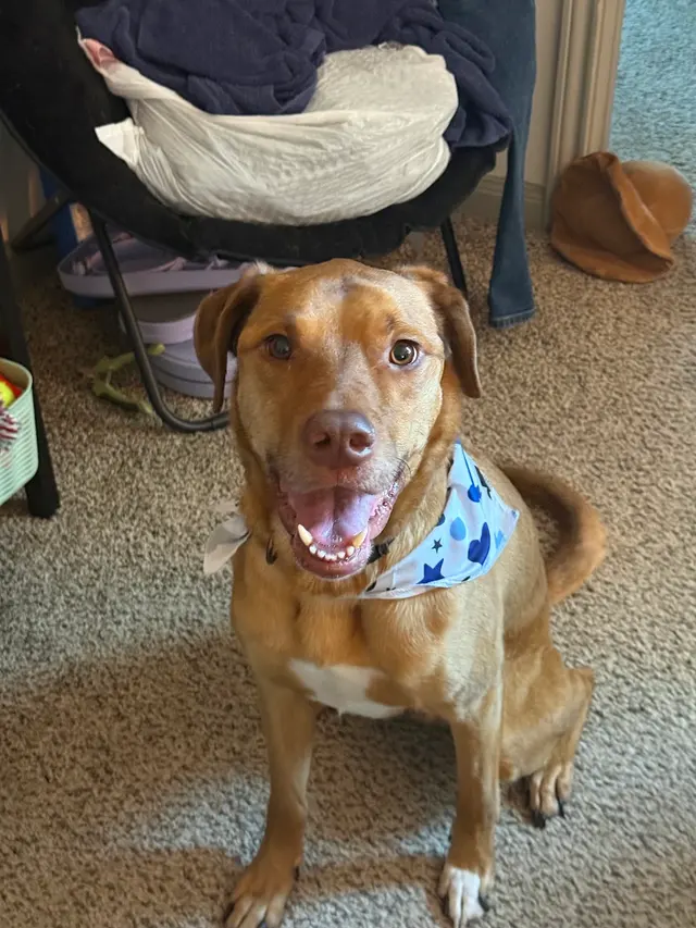 Pretty Paws Dog Grooming — customer photo 4
