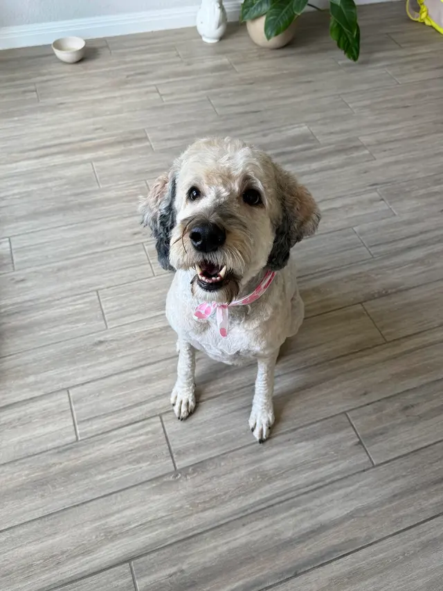 Pretty Paws Dog Grooming — customer photo 3