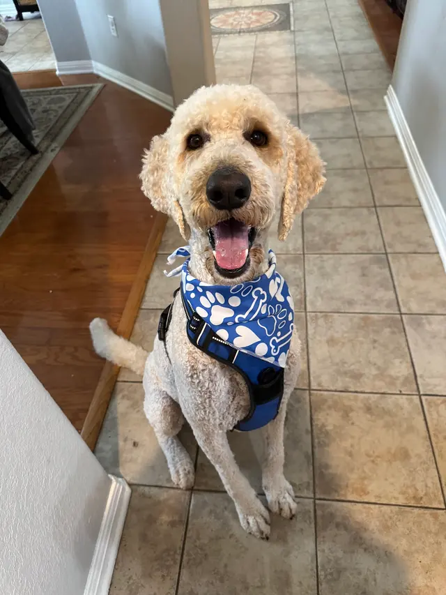 Pretty Paws Dog Grooming — customer photo 6