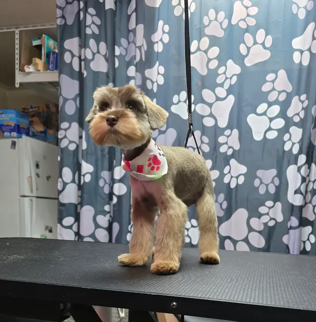 Pretty Paws Dog Grooming — photo from the business 10