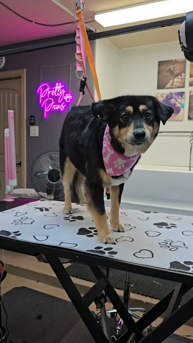 Pretty Paws Dog Grooming — photo from the business 5