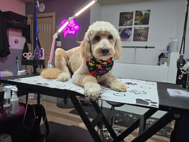 Pretty Paws Dog Grooming — photo from the business 2