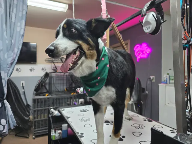 Pretty Paws Dog Grooming — photo from the business 8