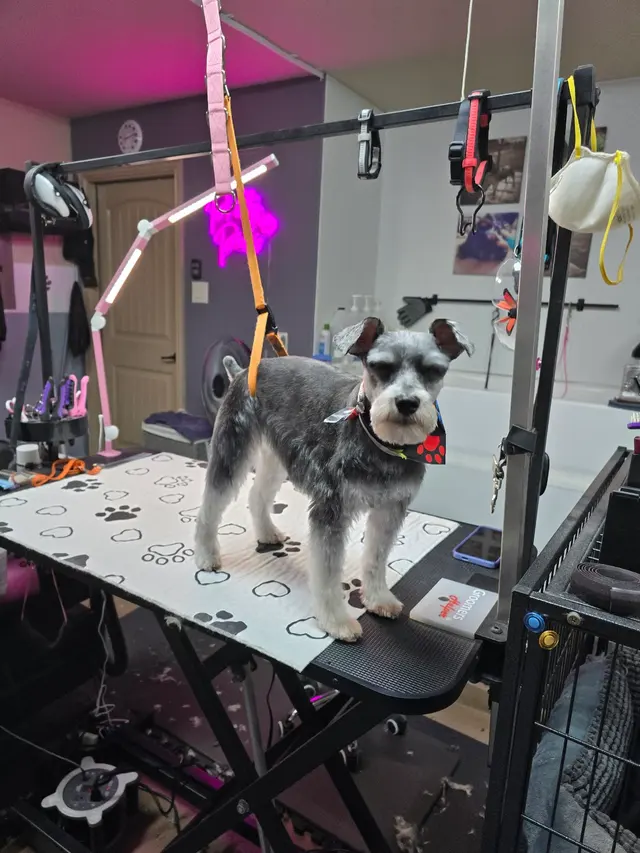 Pretty Paws Dog Grooming — photo from the business 12