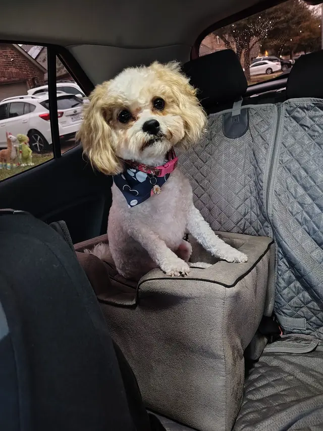 Pretty Paws Dog Grooming — customer photo 7