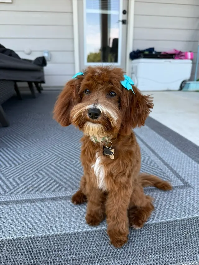 Customer photo from Emily's review