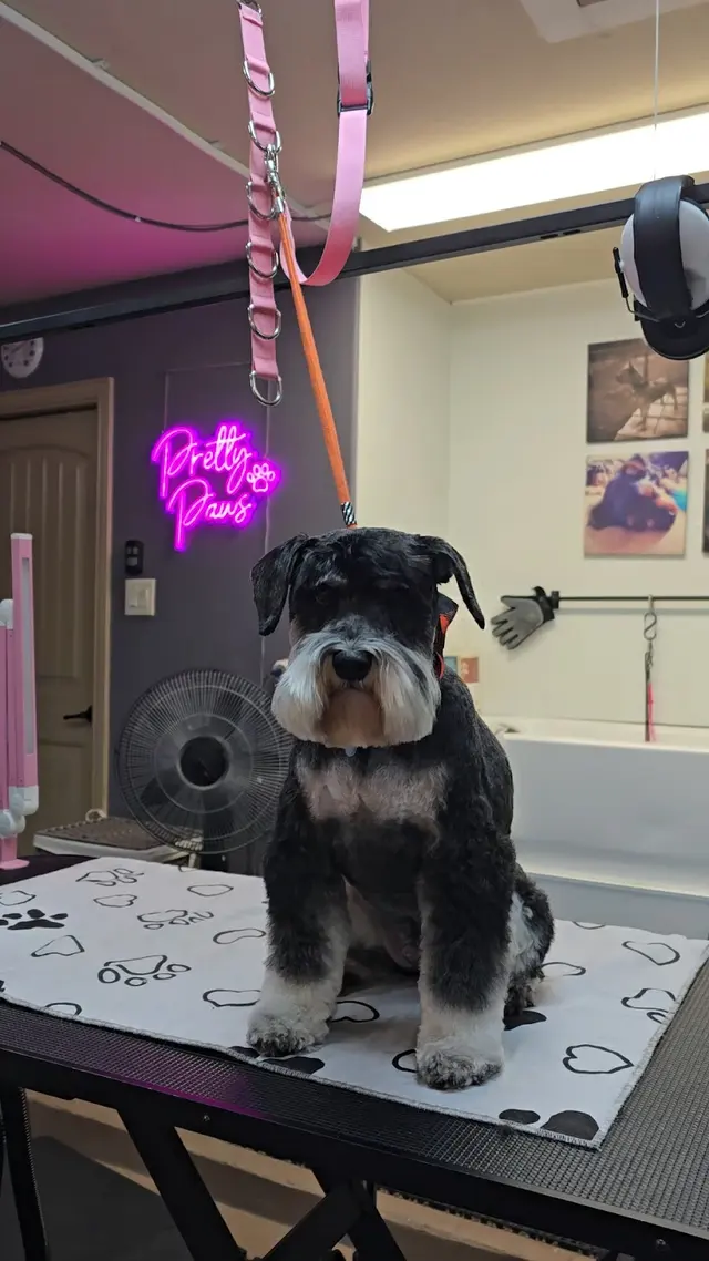 Pretty Paws Dog Grooming — photo from the business 1