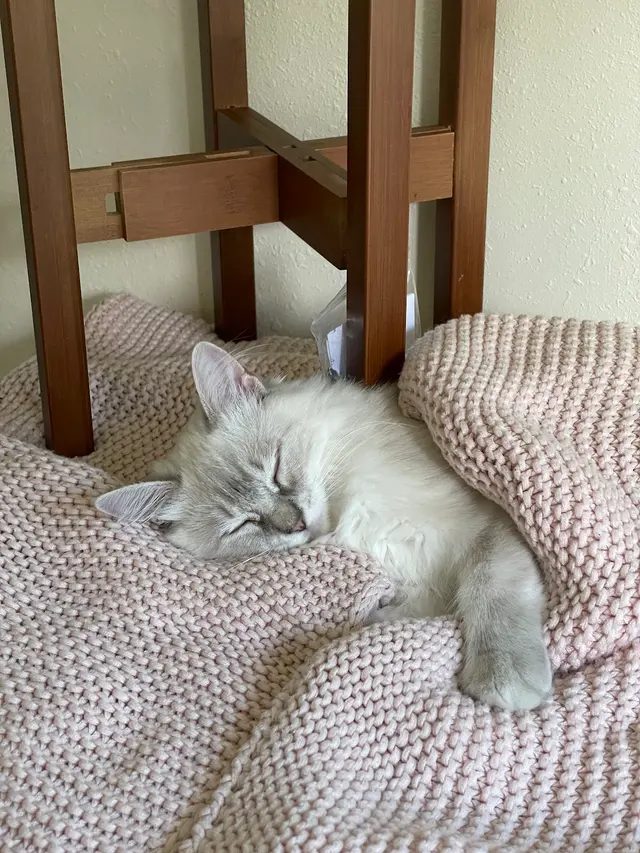 Paw Haven Animal Hospital — customer photo 10