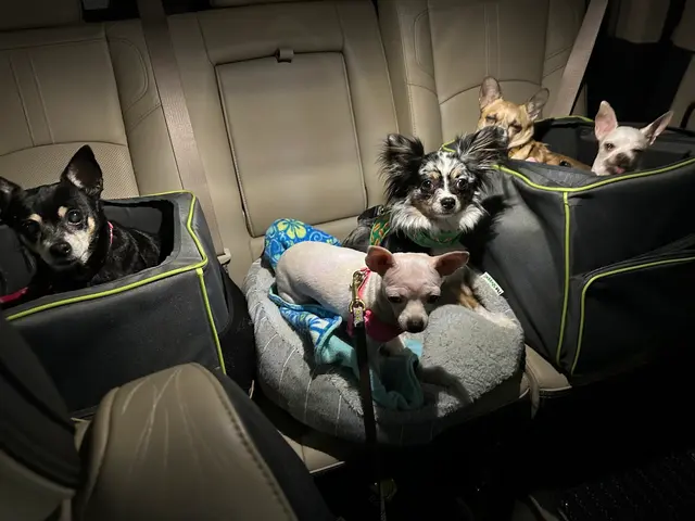 Paw Haven Animal Hospital — customer photo 9