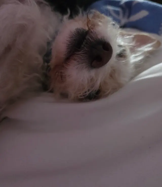 Customer photo of work by Paw Haven Animal Hospital, from Cristina Cardenas's review